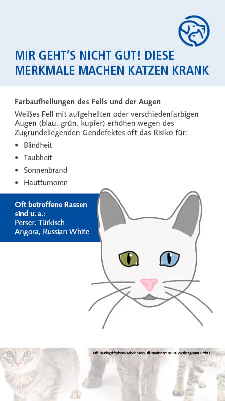 Qualzucht Katze