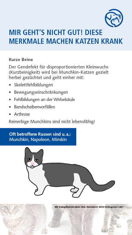 Qualzucht Katze