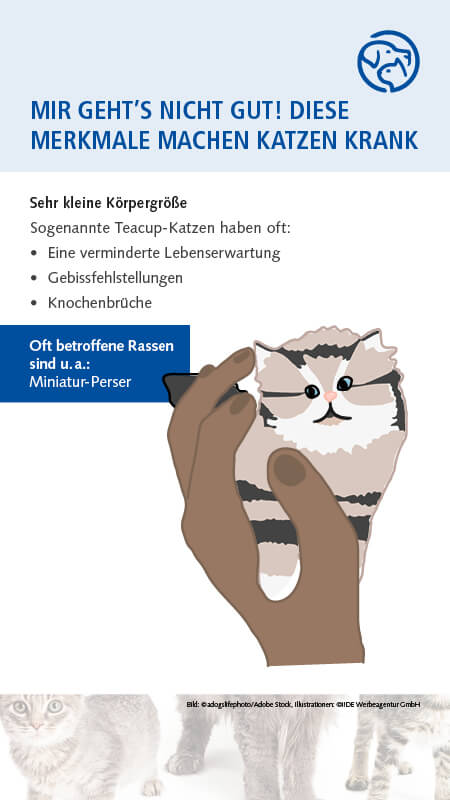 Qualzucht Katze