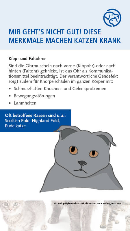 Qualzucht Katze