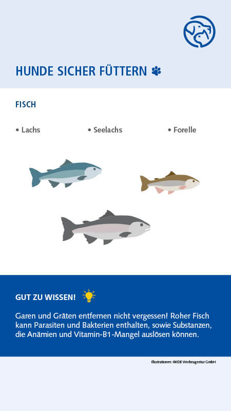 Sichere Lebensmittel für Hunde