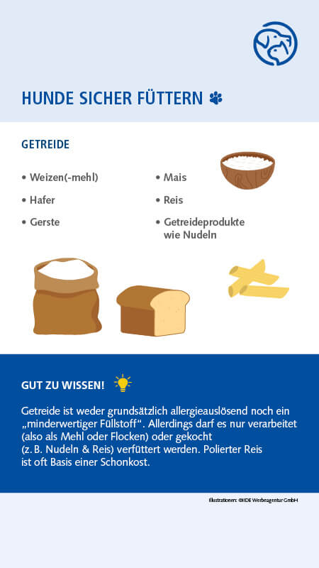 Sichere Lebensmittel für Hunde