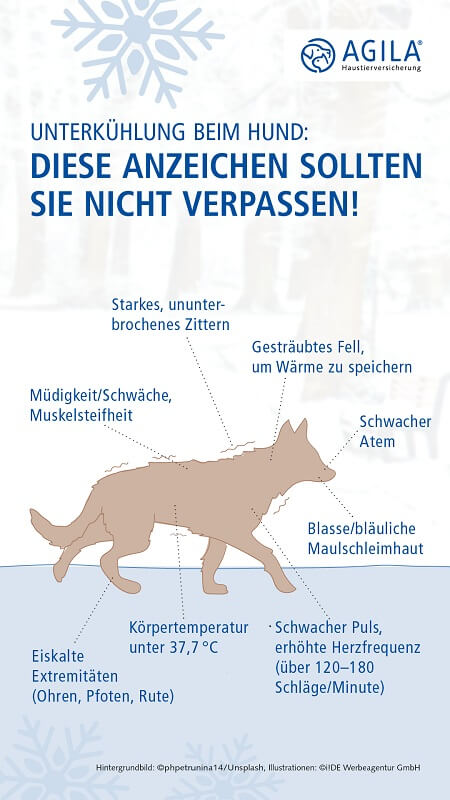 agila infografik unterkuehlung hund mobil 450x800 1