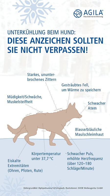 Erste Hilfe beim Hund + Infografik »