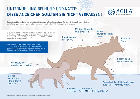 Hypothermie beim Hund - Unterkühlung bei Katzen