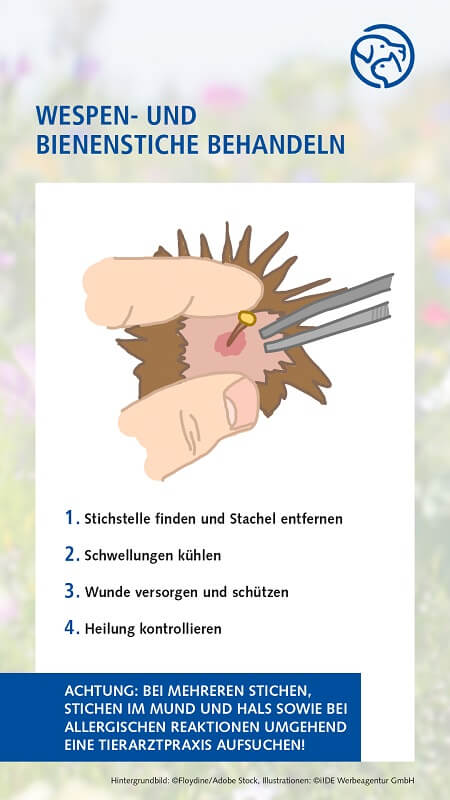 Wespen- und Bienenstiche