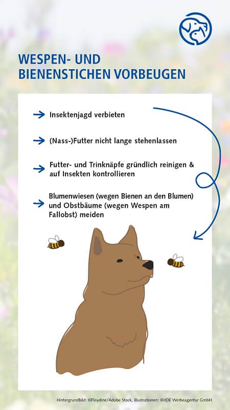 Wespen- und Bienenstiche