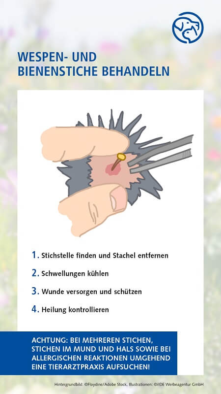 Wespen- und Bienenstiche