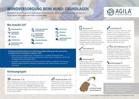 Wundversorgung beim Hund: So gehts!