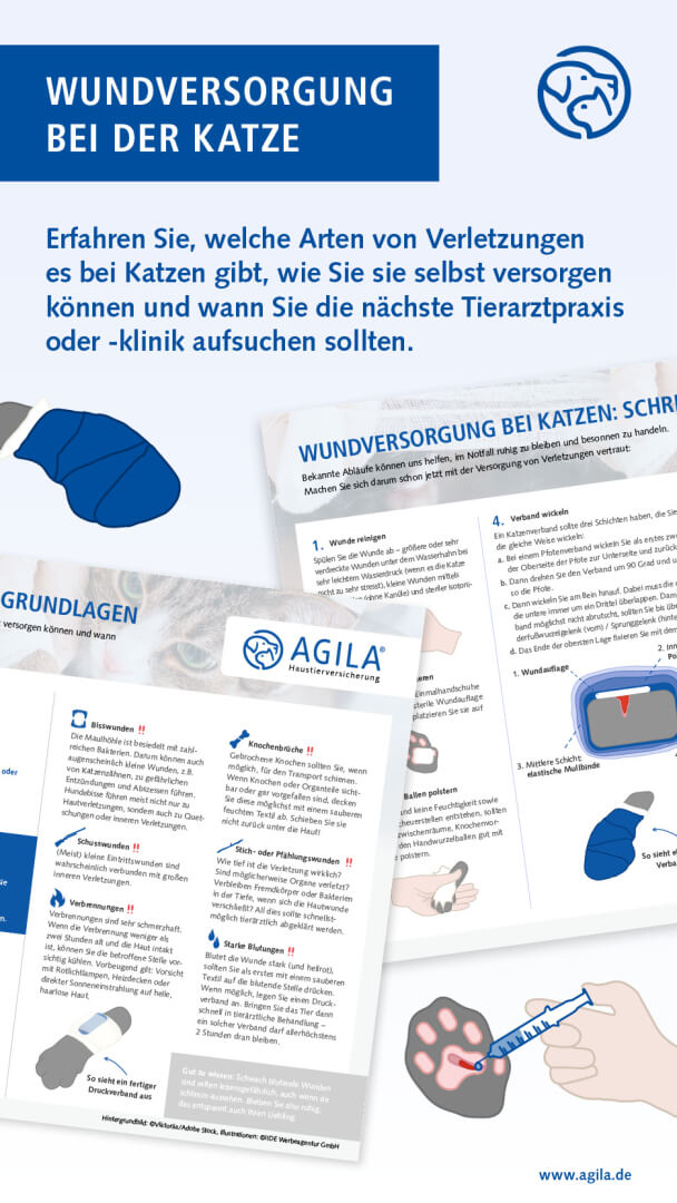 Wundversorgung bei der Katze Infografik