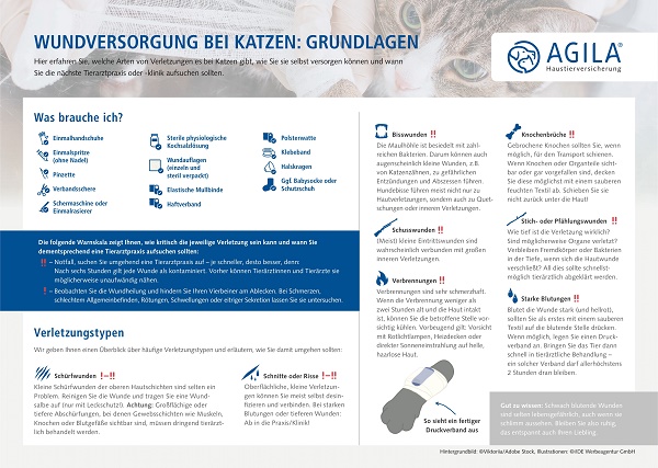 Wundversorgung bei der Katze - Infografik AGILA