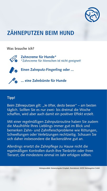 Zähneputzen beim Hund