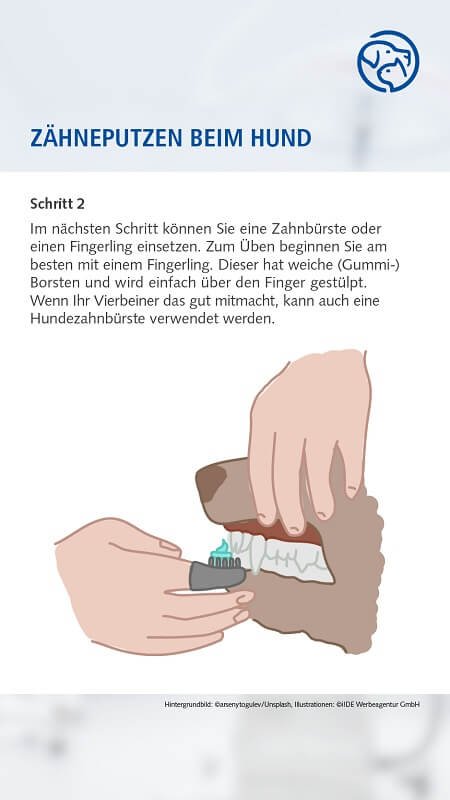 Zähneputzen beim Hund