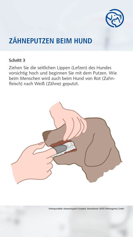 Zähneputzen beim Hund