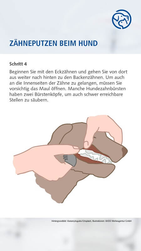 Zähneputzen beim Hund