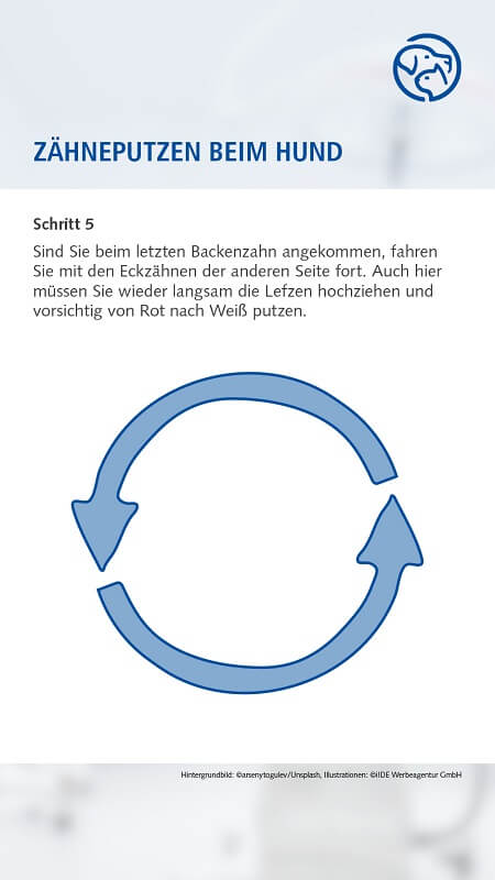 Zähneputzen beim Hund