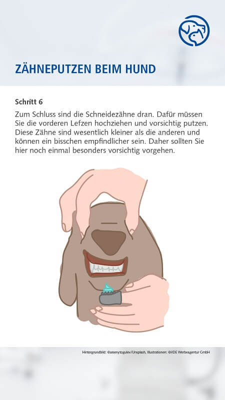 Zähneputzen beim Hund