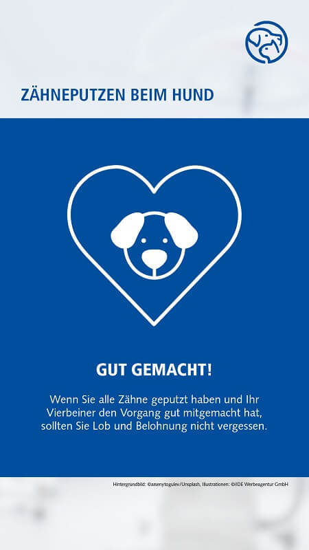 Zähneputzen beim Hund