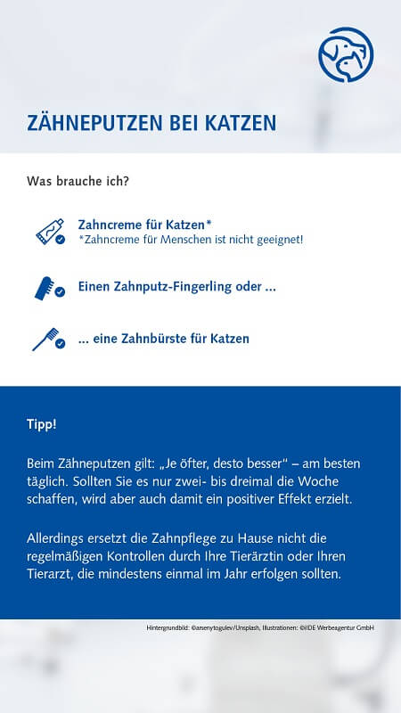 Zähneputzen bei der Katze