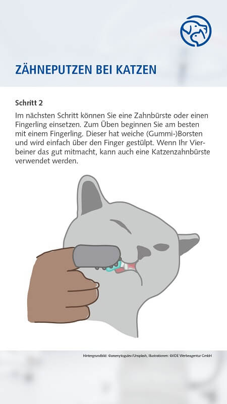 Zähneputzen bei der Katze
