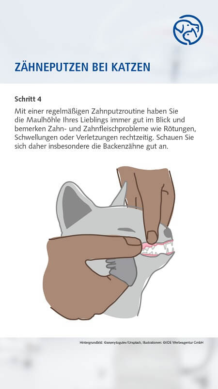 Zähneputzen bei der Katze