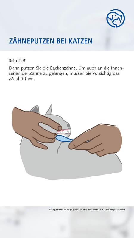 Zähneputzen bei der Katze
