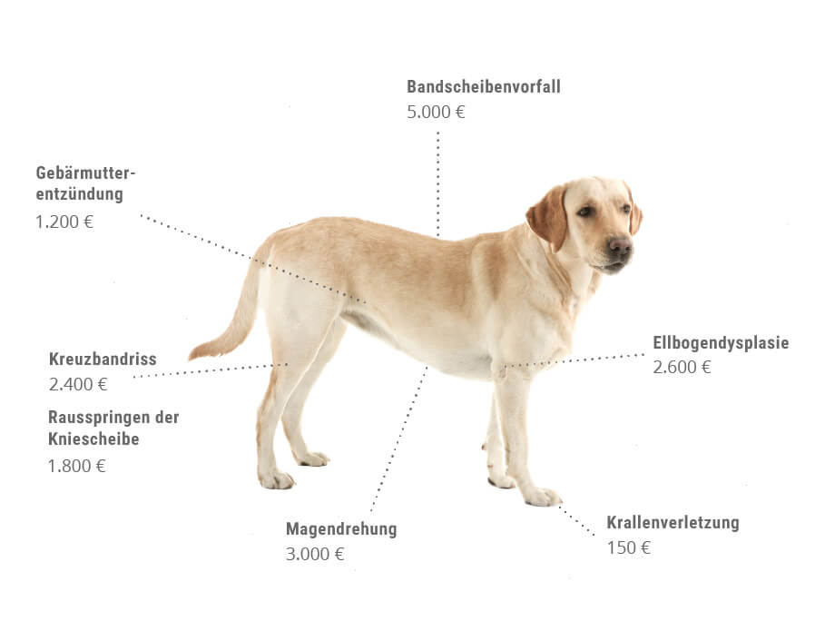 Durchschnittliche Tierarztpreise für Hunde – Grafik von AGILA
