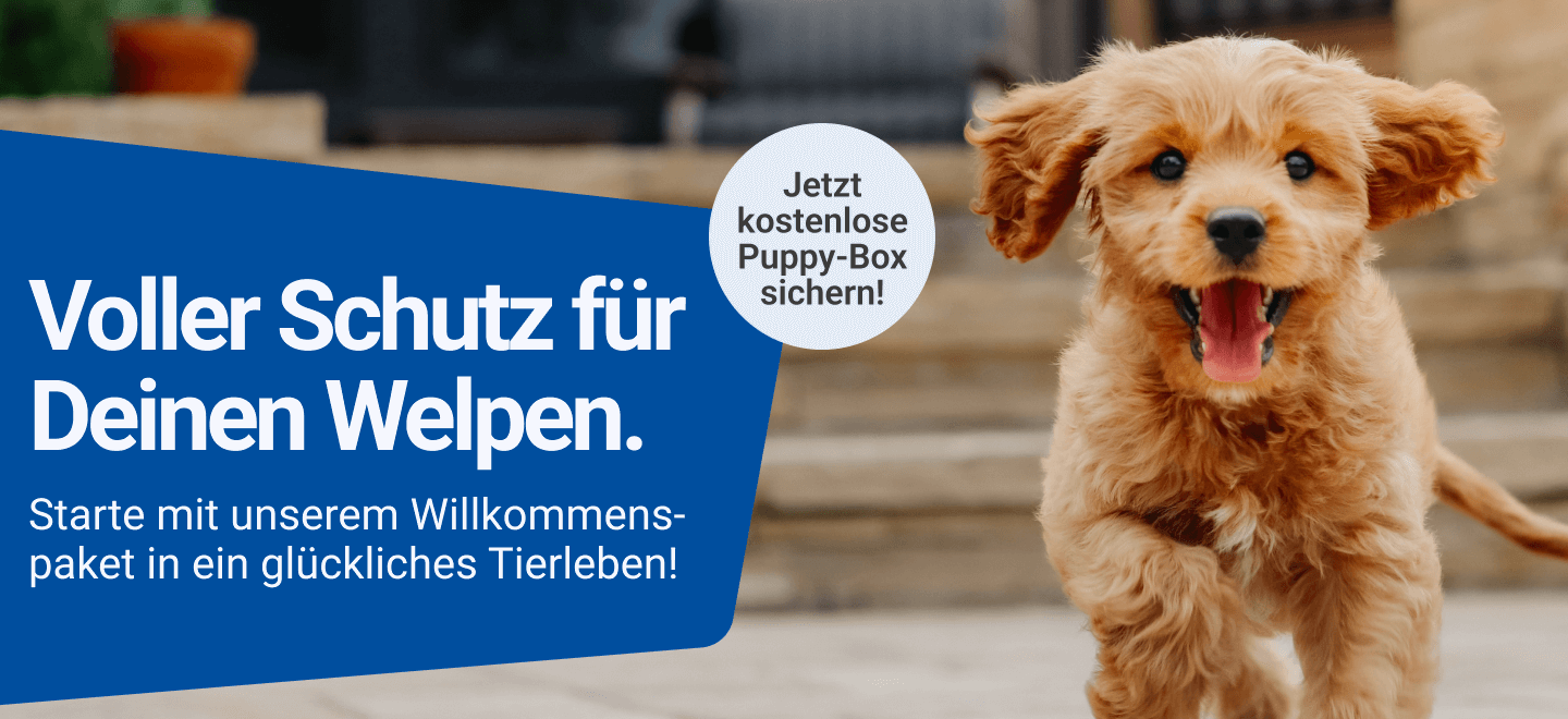 agila puppy kampagne banner 1440x600