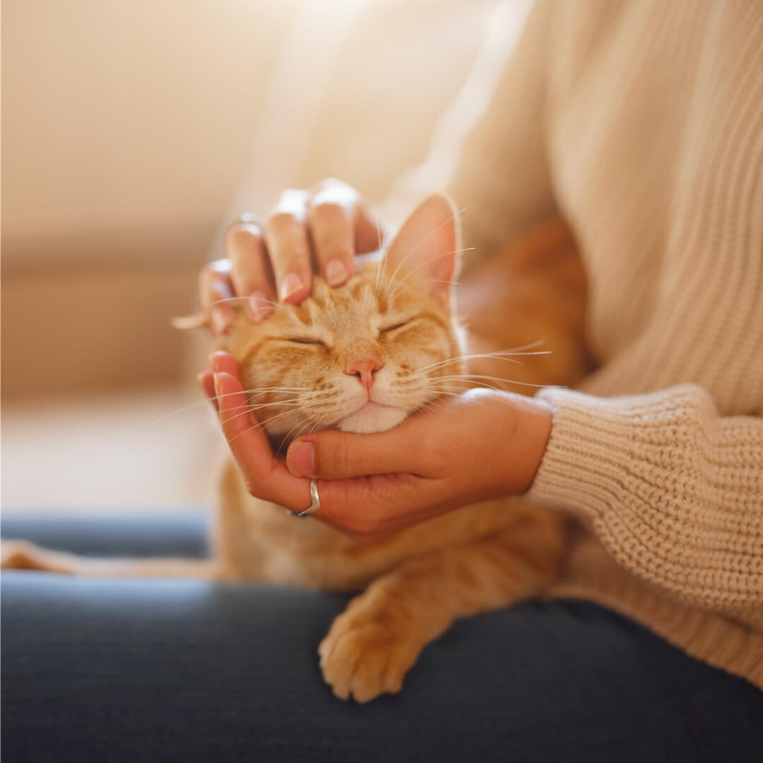 Eine rot-getigerte Katze liegt auf dem Schoss einer Person und wird gestreichelt.
