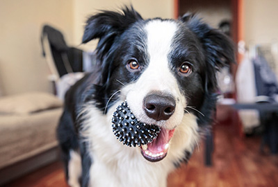 Newsletter Gewinnspiel Hunde