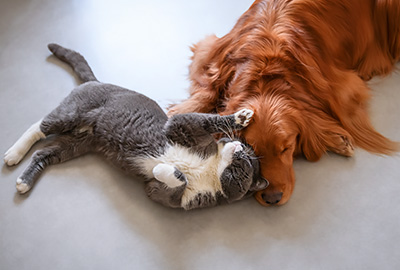 Newsletter Gewinnspiel Hund & Katze