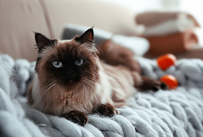 Newsletter Gewinnspiel Katze