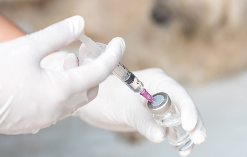 5-fach Impfung (SHPPi+LT) bei Hunden