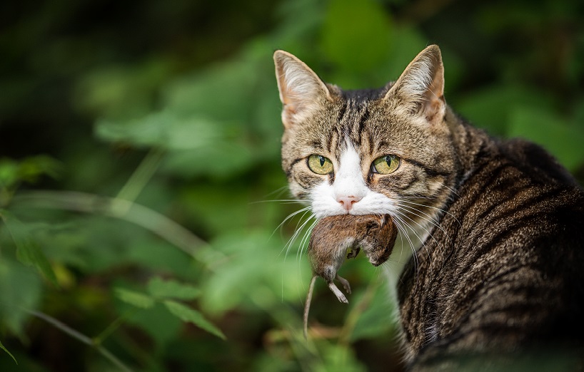 Aus die Maus Wie richtige Katzenernährung wirklich geht AGILA