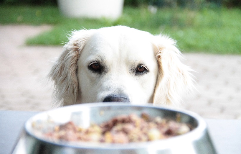 Hundeernährung Wie füttere ich meinen Hund richtig? AGILA