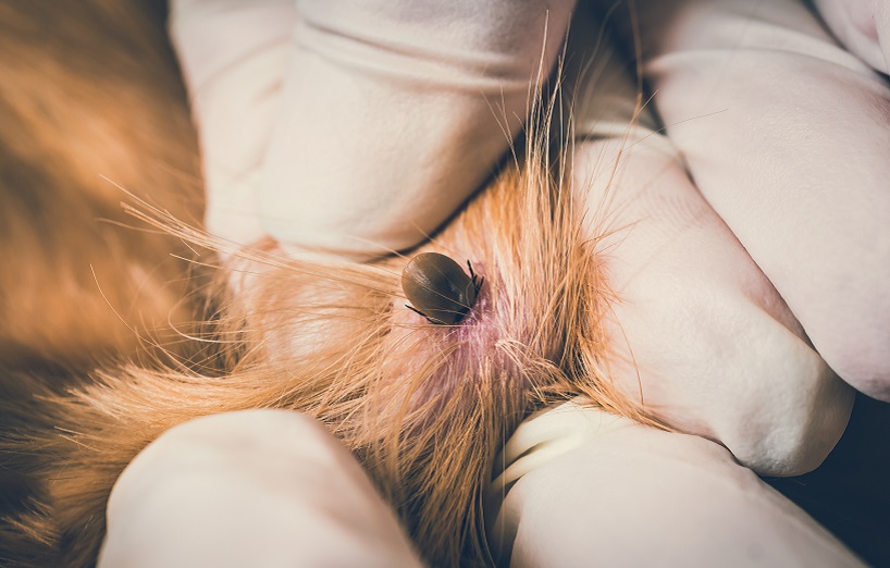 Babesiose Impfung beim Hund