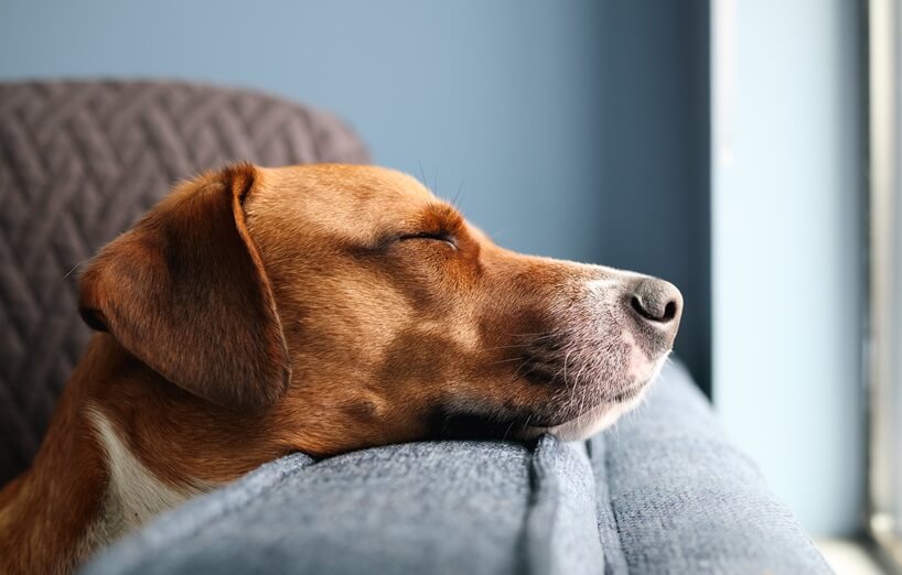 Baldrian für Hunde - Brauner Hund schläft auf dem Sofa