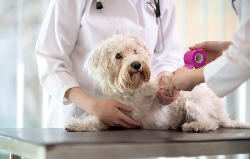 Ballenverletzung: Pfotenverband beim Hund anlegen