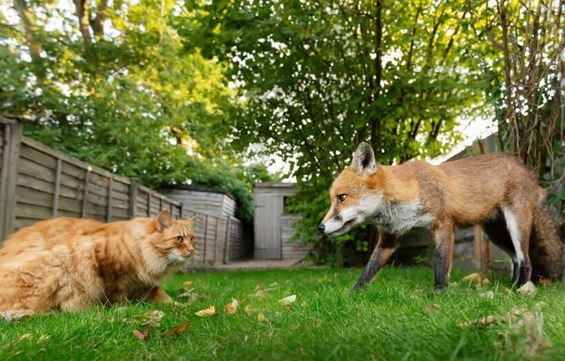 Bandwürmer bei Katzen