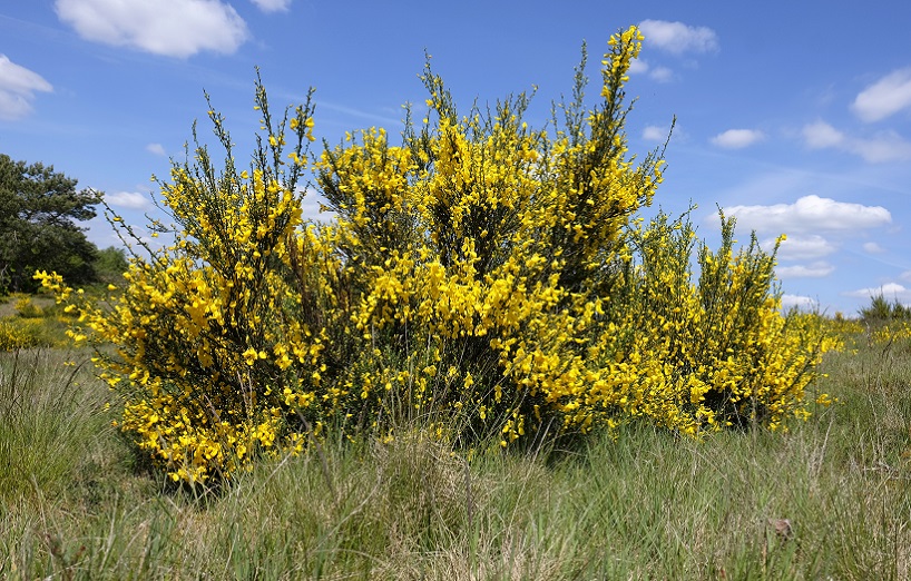 Besenginster ist giftig für Haustiere