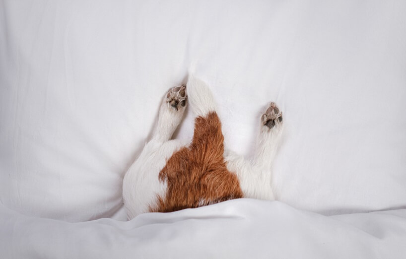 Blasenentzündung beim Hund