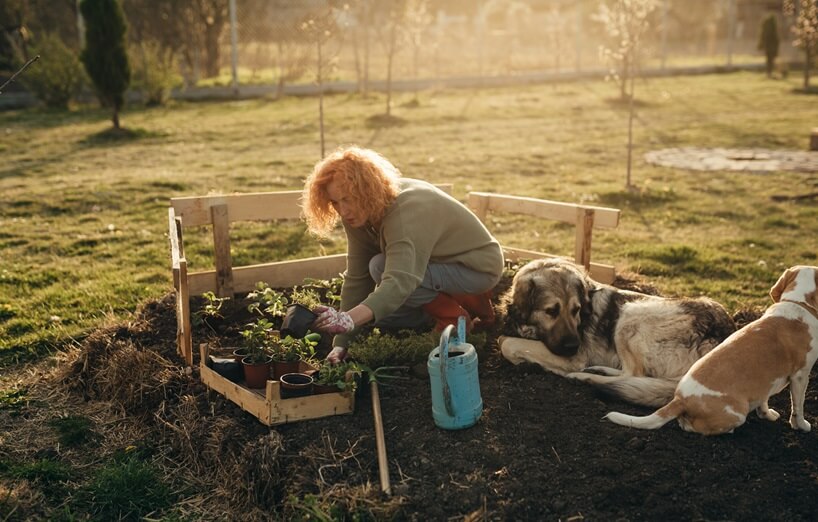 Darum ist Blaukorn nichts fr Hunde- und Katzengrten! - AGILA