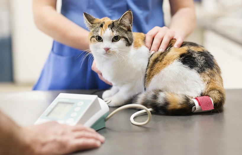 Blutdruckmessen bei Katzen – Bedeutung und Messverfahren - AGILA