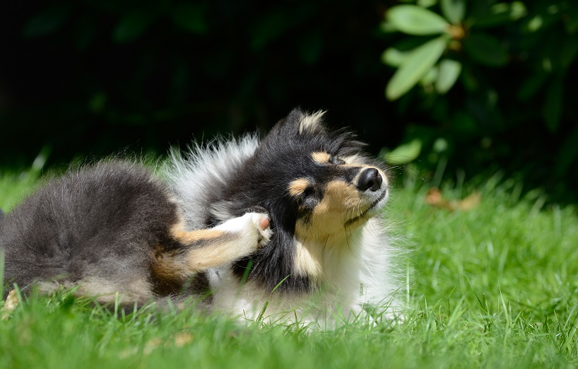 Blutohr beim Hund