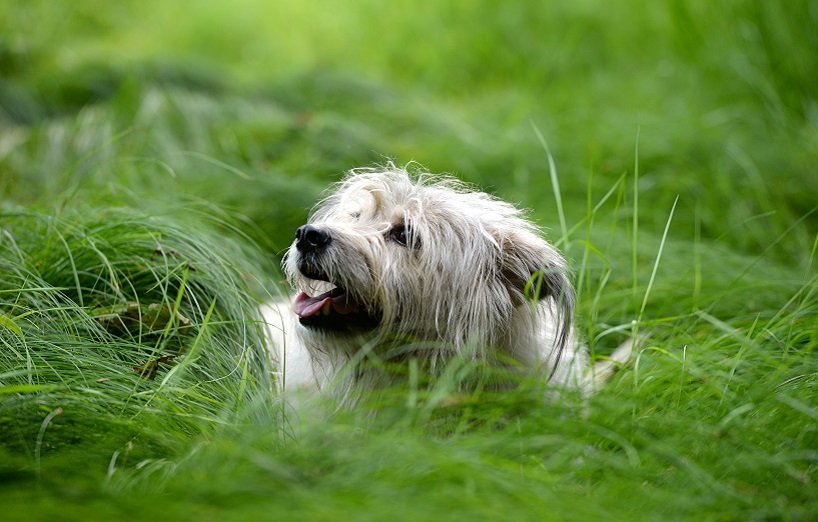 Borreliose beim Hund