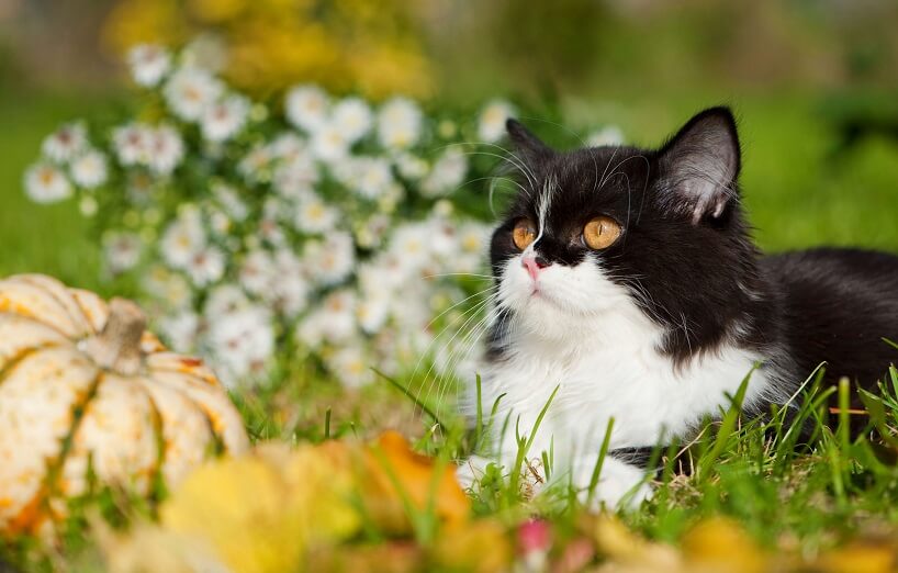 Cucurbitacine Hund und Katze