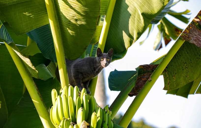 Dürfen Katzen Bananen essen?