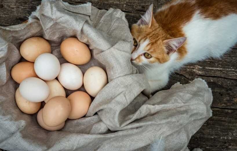 Dürfen Katzen Eier essen
