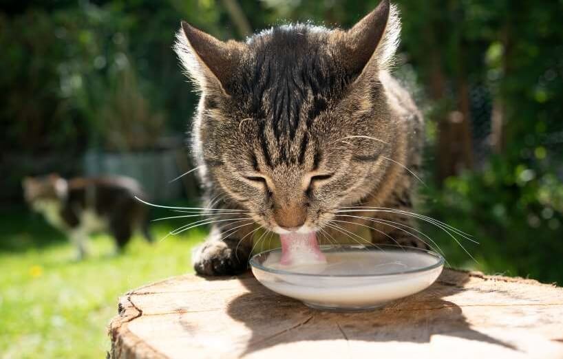 Dürfen Katzen Milch trinken?