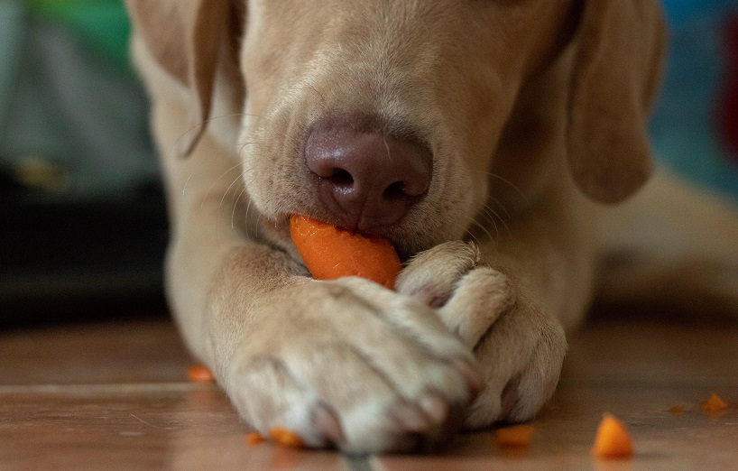 bei Hunden: Diese Hausmittel gegen helfen - AGILA